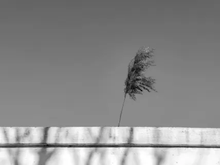 كازينو نابولي تطبيق الهاتف المحمول